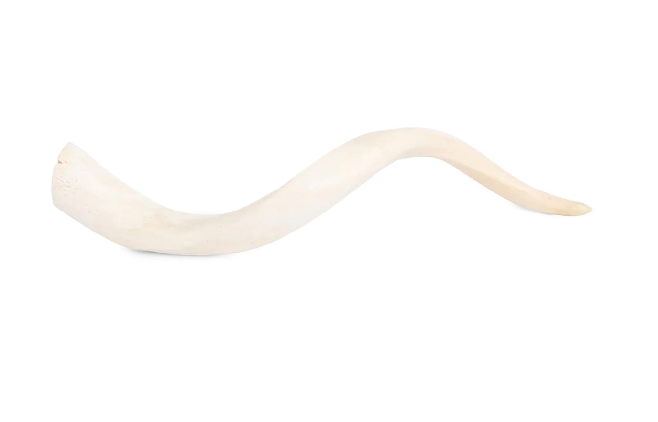 Kudo Inner Horn - Large (light color)