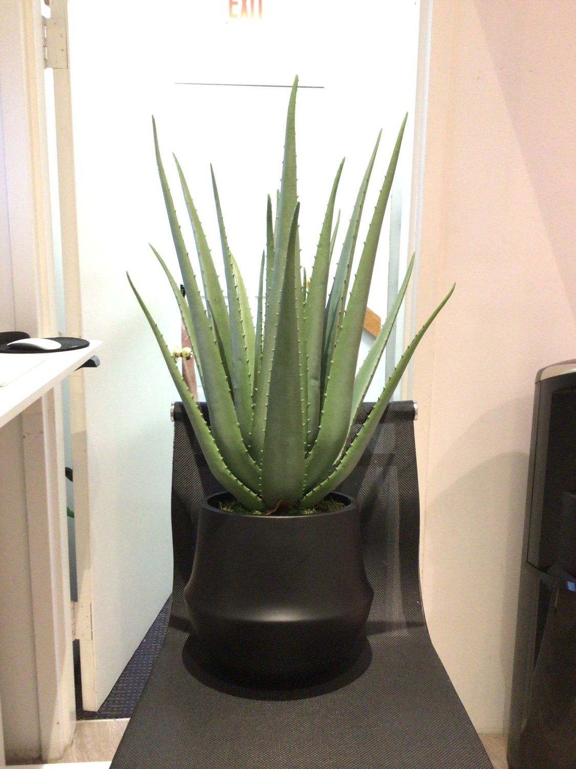 Aloe Faux Plant In Black Shaped Large Vessel
