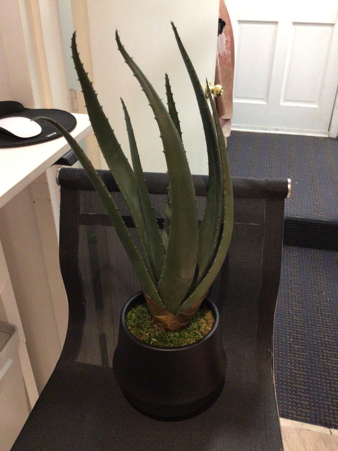 Aloe Faux Plant In Black Shaped Small Vessel