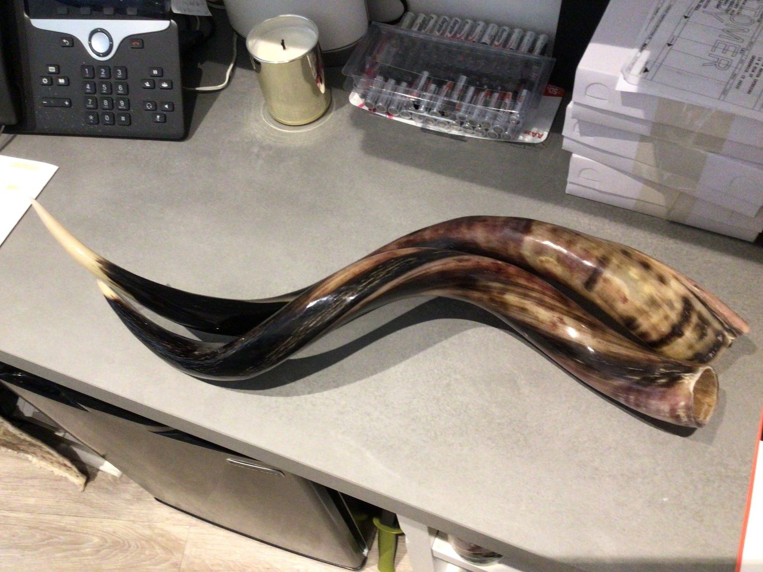 Polished Kudu Horn