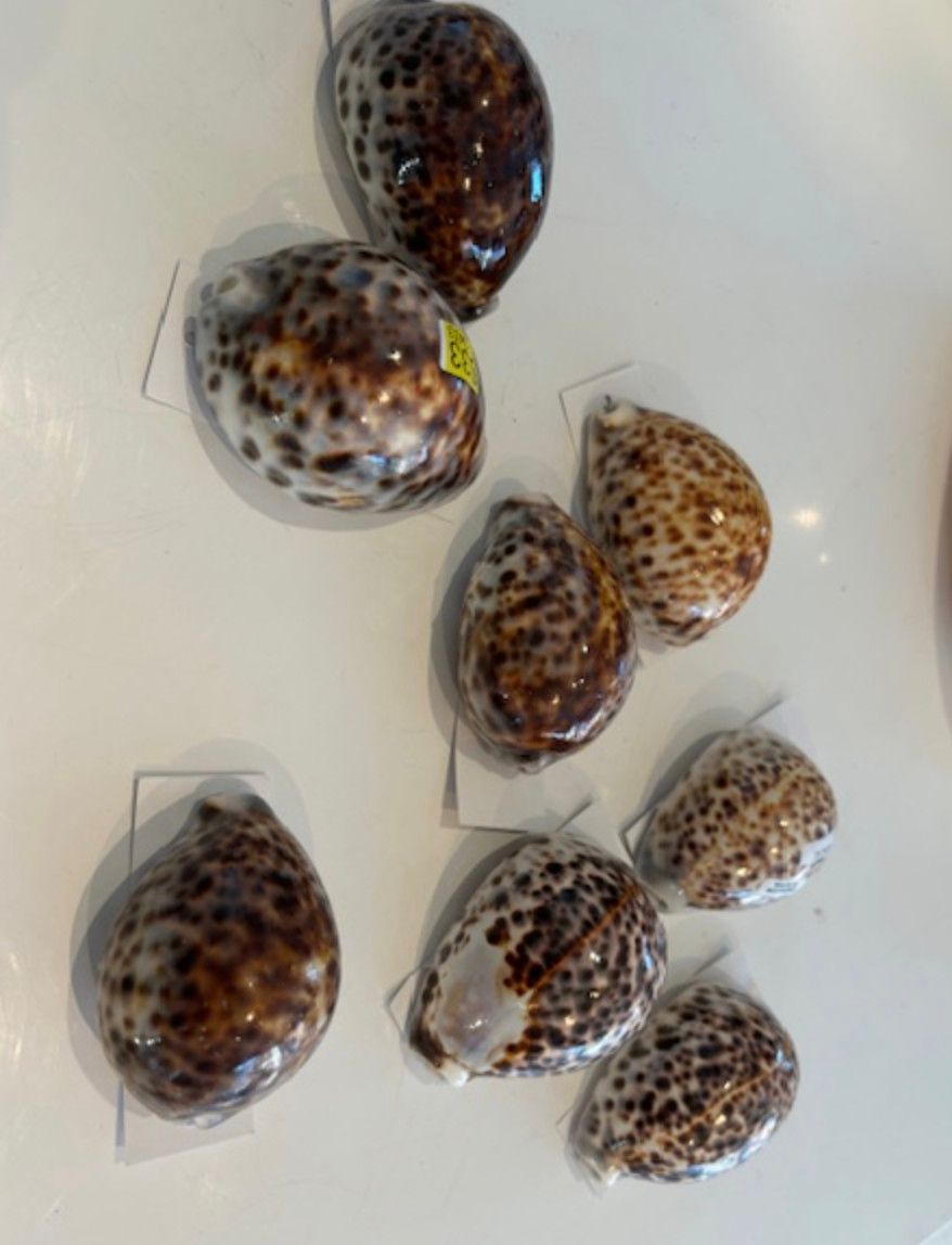 Decorative Shell (Kowok) Spotted Small
