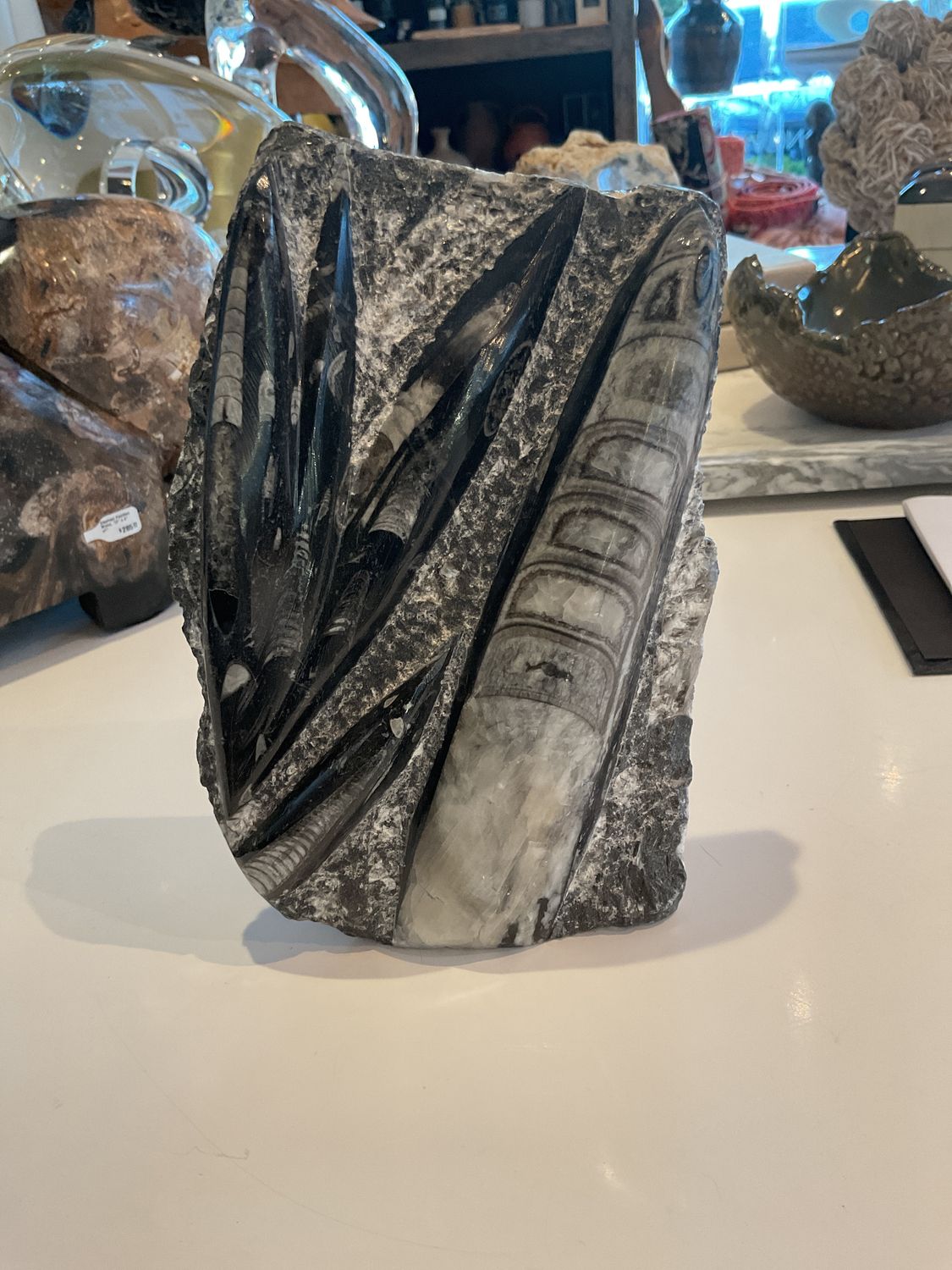 Orthoceras Petrified Stone Fossil - Ancient cephalopod a relative of the squid - Morocco