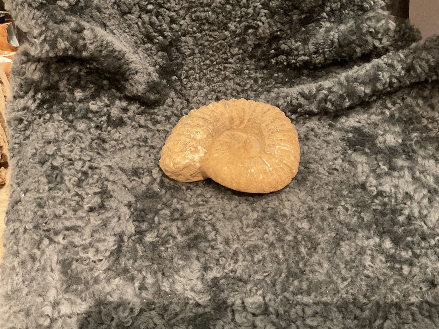 SOLD Ammonite Natural Fossil Morocco 6&quot; x 5&quot; x 2&quot;