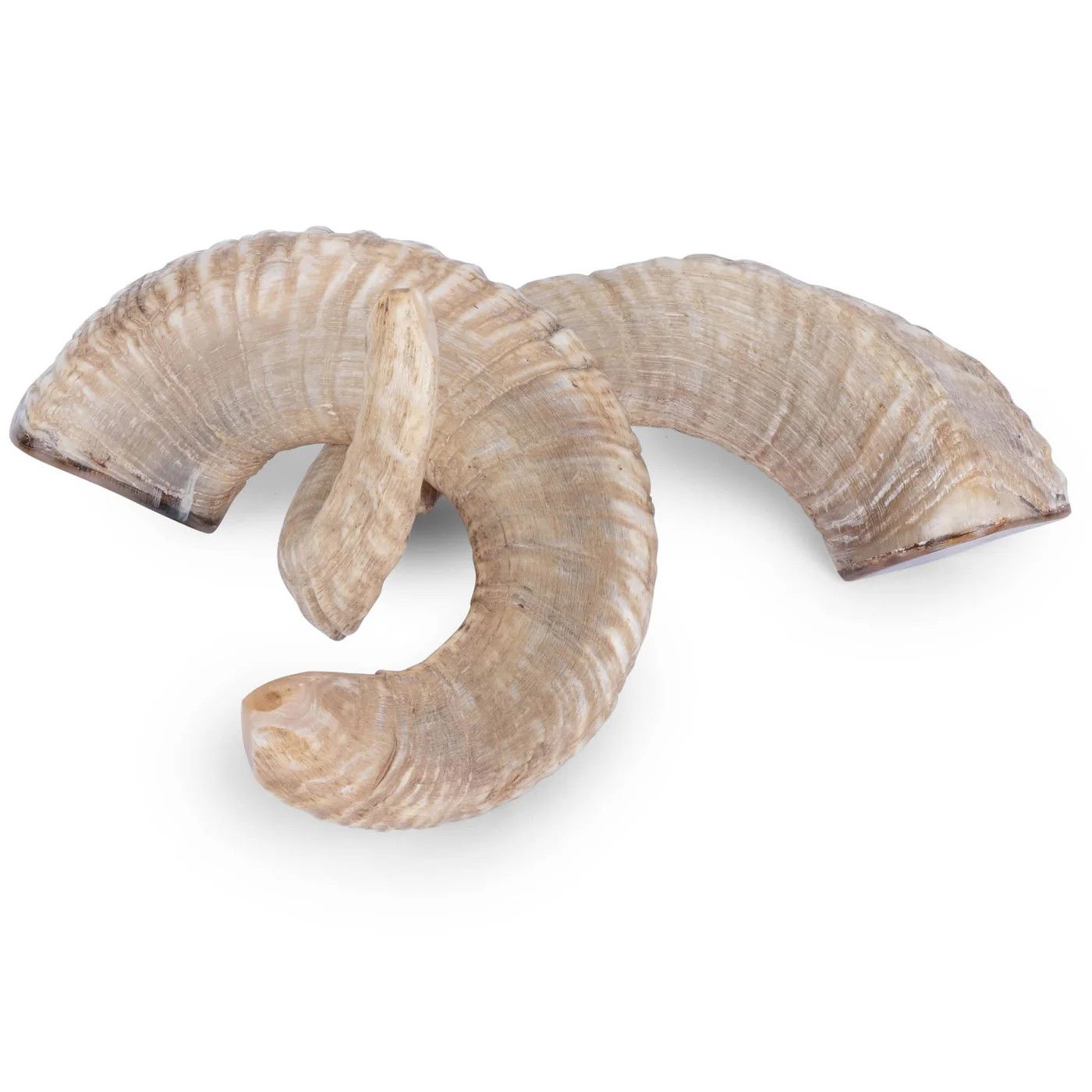 SOLD Polished African Ram Horn Ethically Sourced