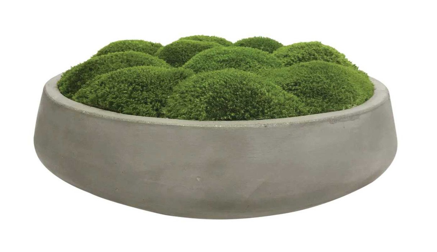 Moss Centerpiece in Concrete Planter, 17&quot;D