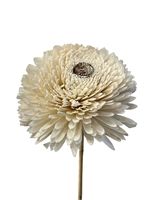 Handmade Faux Zinnia Flowers Natural Shola 40”