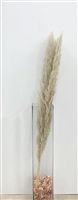 Set of 5 Tall Pampas Natural 39.4&quot;H