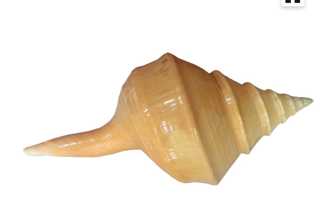 *SOLD Decorative Large Shell 20&quot;x5x8 Indonesia