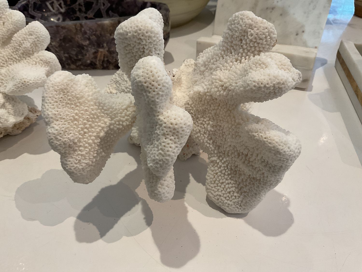 SOLD Cat&#39;s Paw Coral Solomon Islands