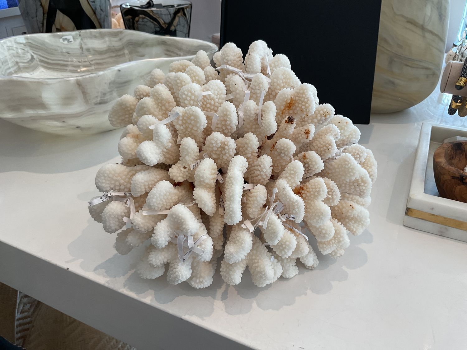 Finger Coral