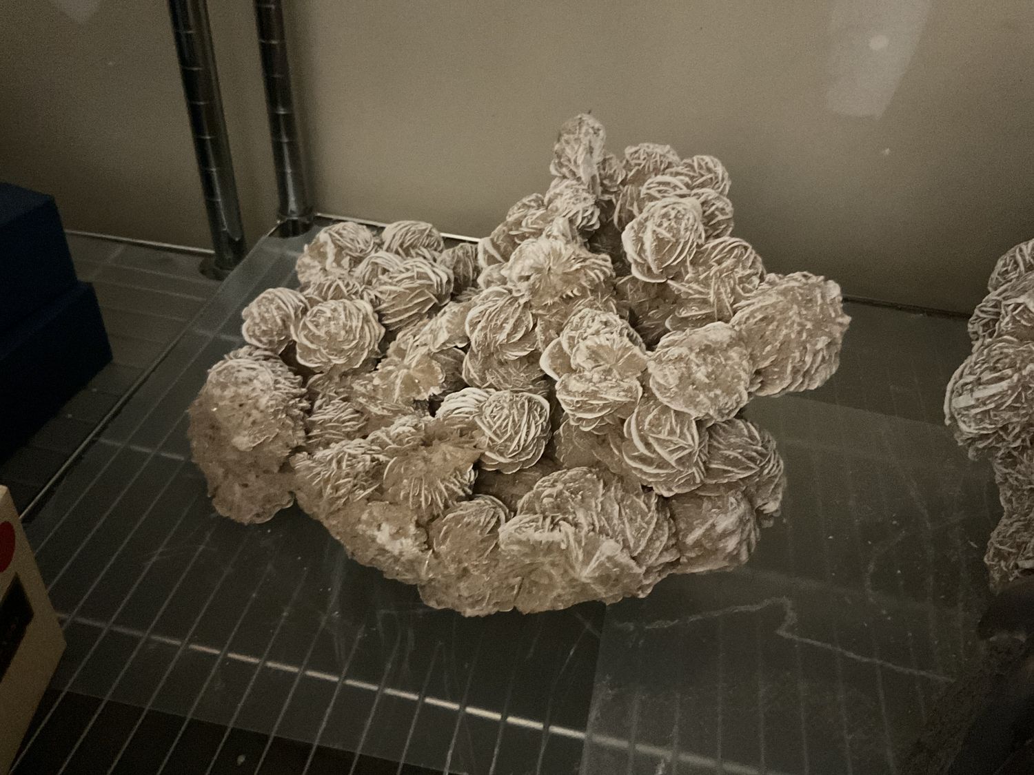 Desert Rose 446841