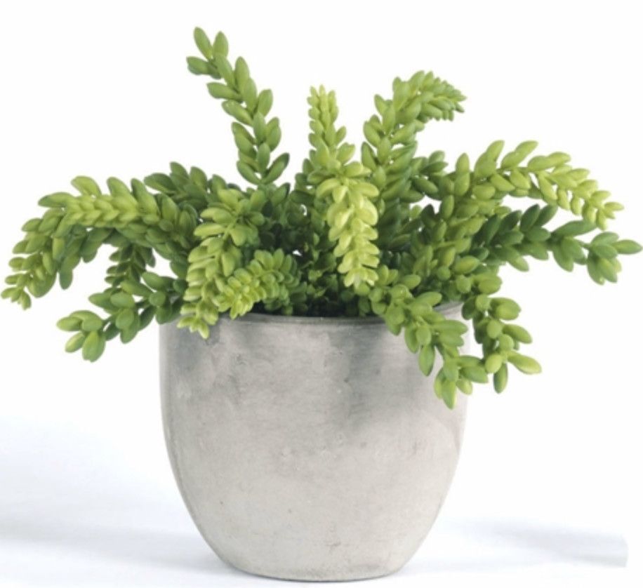 Donkey&#39;s Tail in Concrete Vase, 11&quot;H x 13&quot;W, Faux
