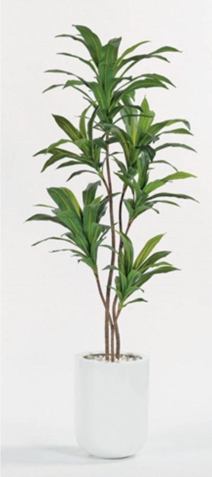 Dracaena Tree in White Vase with Rocks, 6&#39;H x 28&quot;W x 28&quot;D, Faux