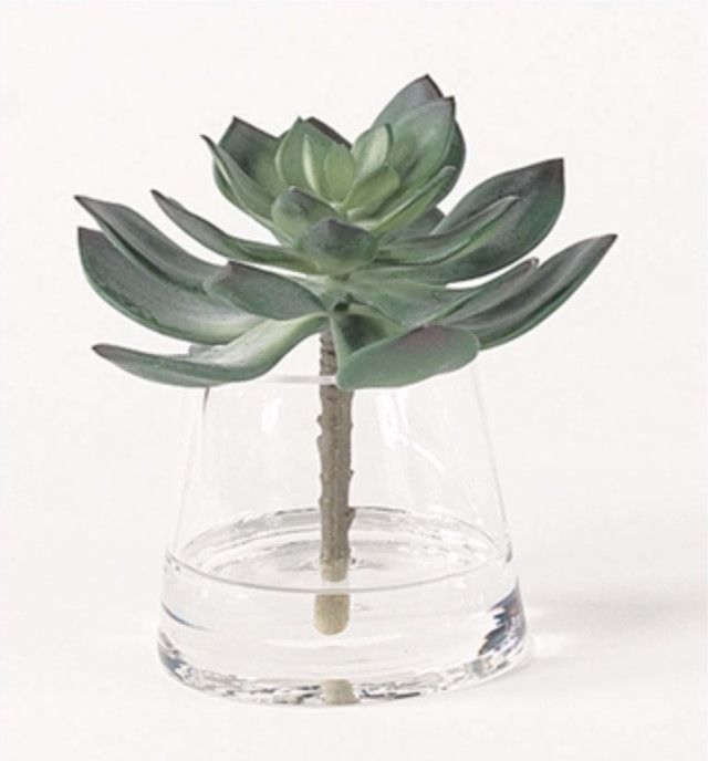 Sage Succulent in Glass Vase with Water, 7&quot;H x 6&quot;W x 6&quot;D, Faux