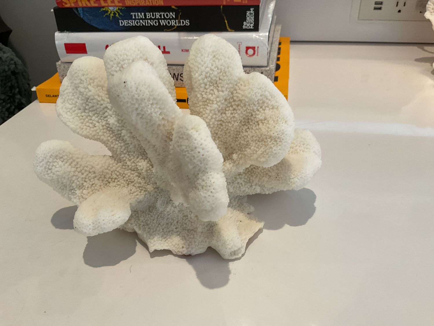Coral, Med. Cats Paw, 8&quot; -10&quot;