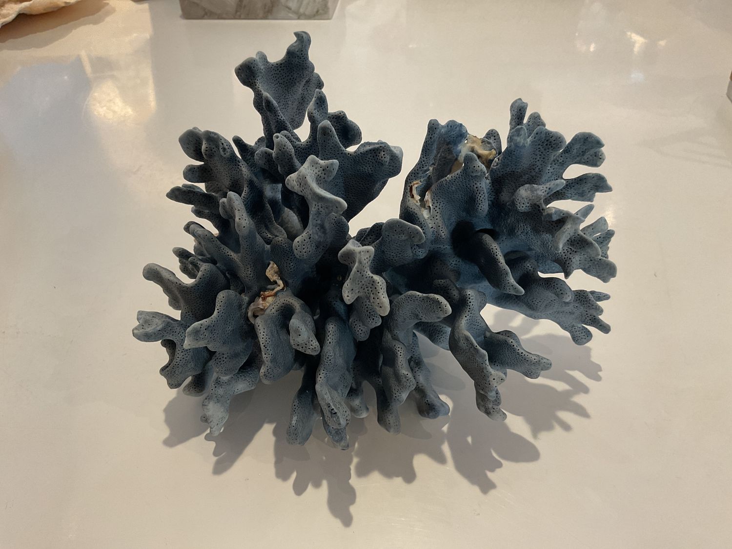 Coral, Med, Blue, 8&quot;-10&quot;