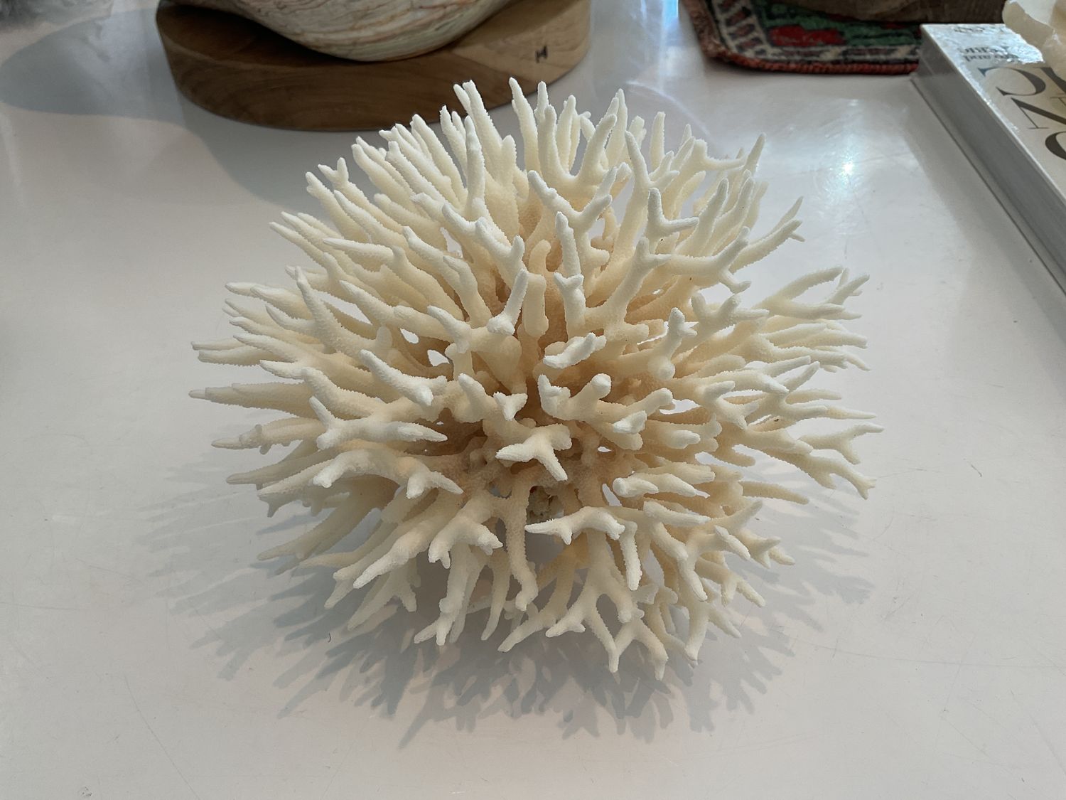 Birdsnest Coral Small-Medium