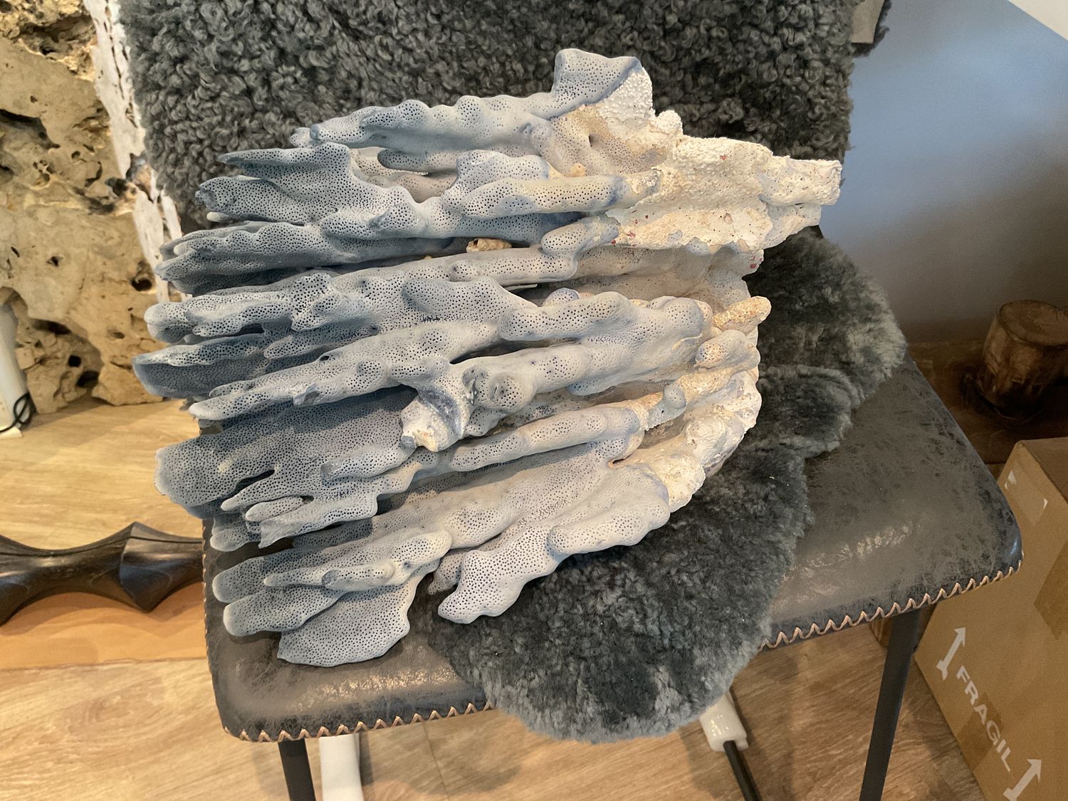Blue Coral L 14.5&quot; x 14.5