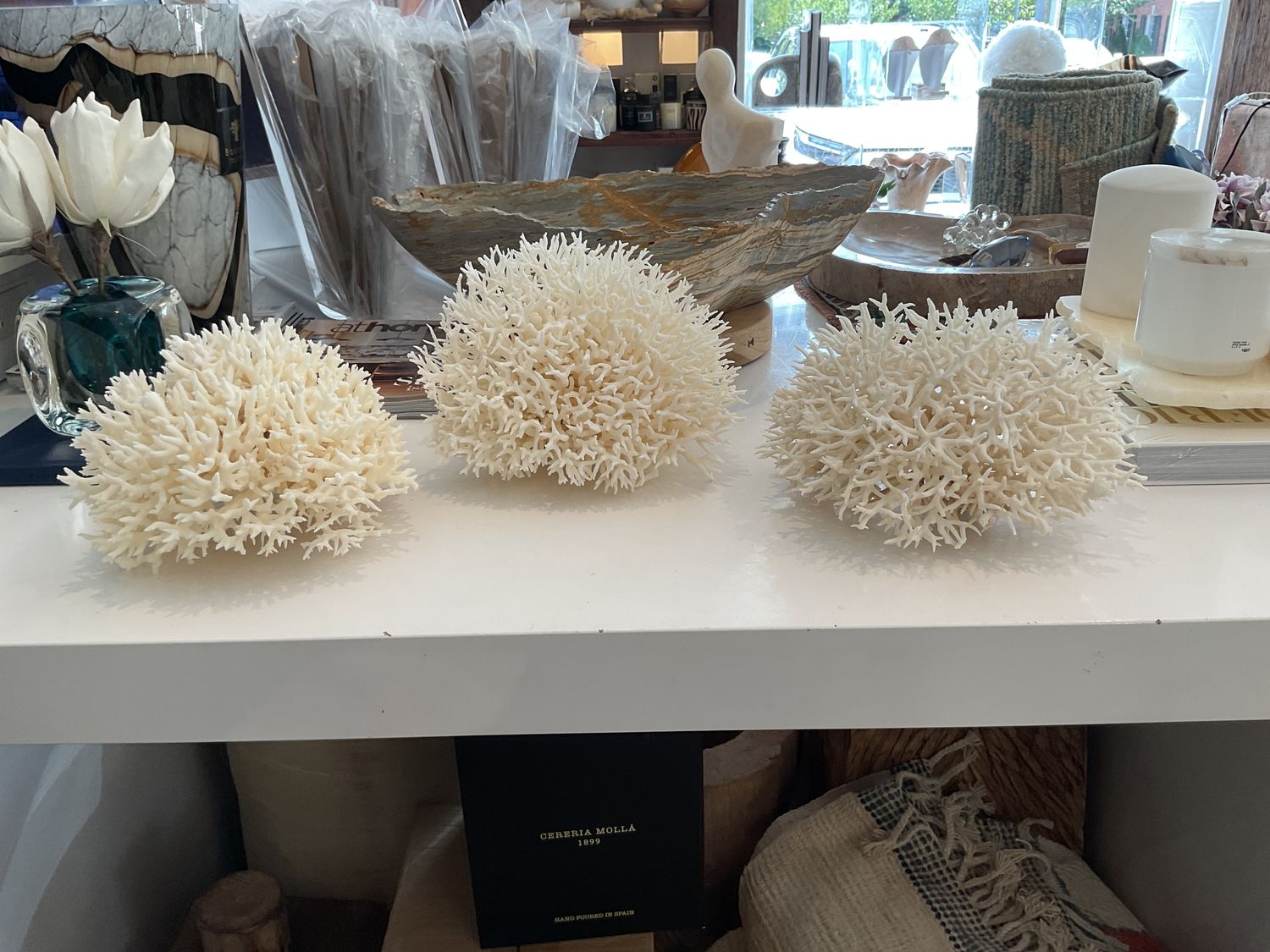 Birdsnest Coral Medium/Large
