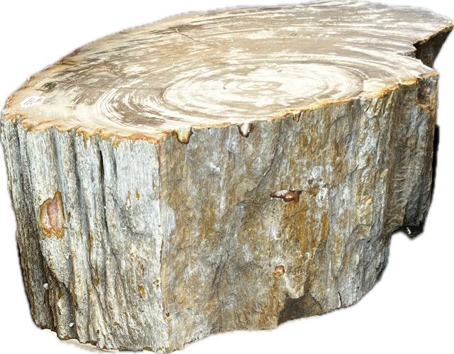 Petrified Wood Raw and Polished End Table 13.5&quot; x 20&quot; H