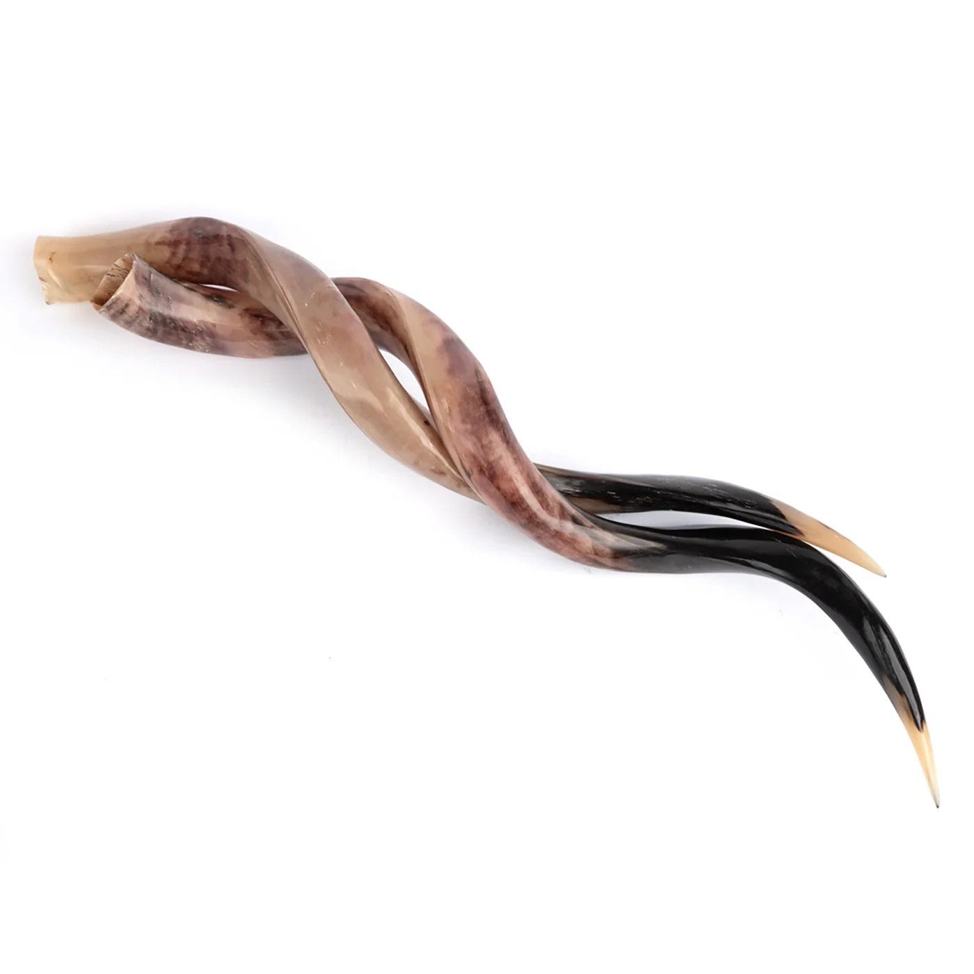 Polished Kudu Horn 22-25&quot;