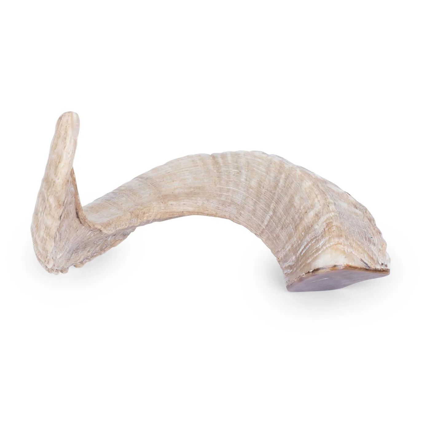 Polished Ram Horn, 4-5&quot; x 8-9&quot;