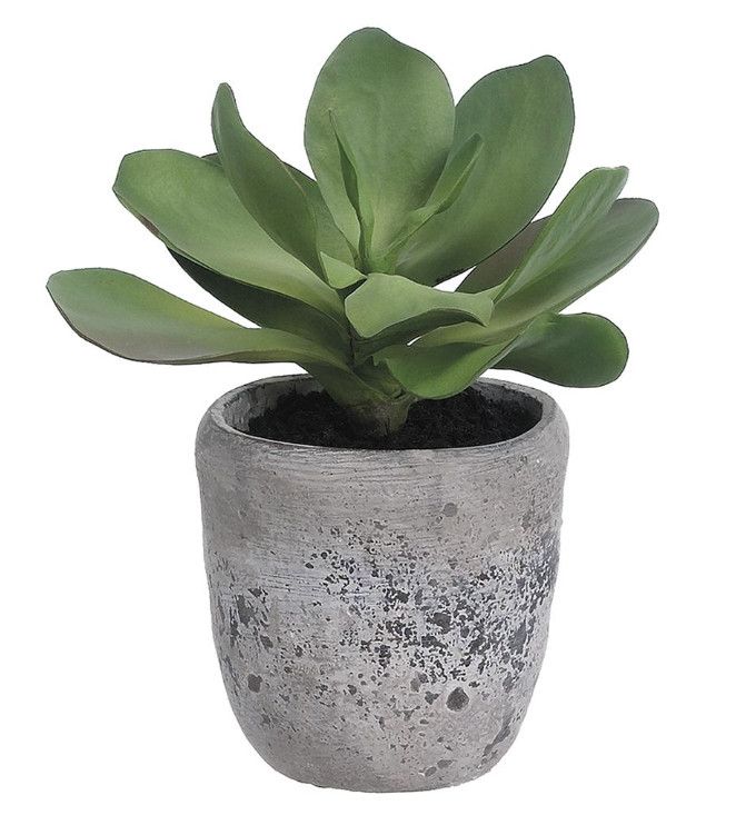 Faux Kalanchoe in Cement Pot, 12&quot; H x 9&quot;W