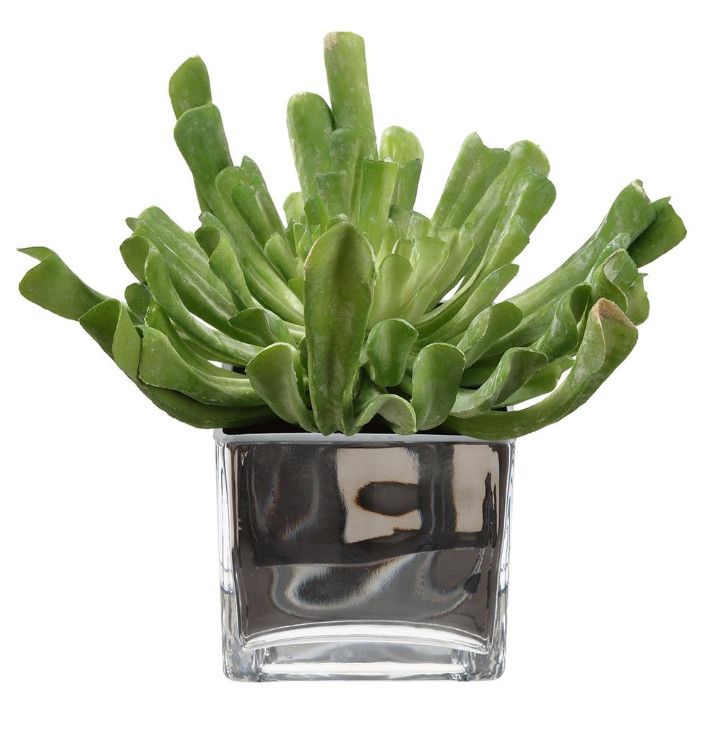 Faux Echeveria Succulent in Grey Glass Vase, 9&quot; x  10&quot;