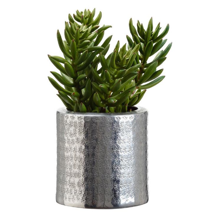 Faux Senecio in Silver Pot, 10.5&quot; H x 5&quot; D