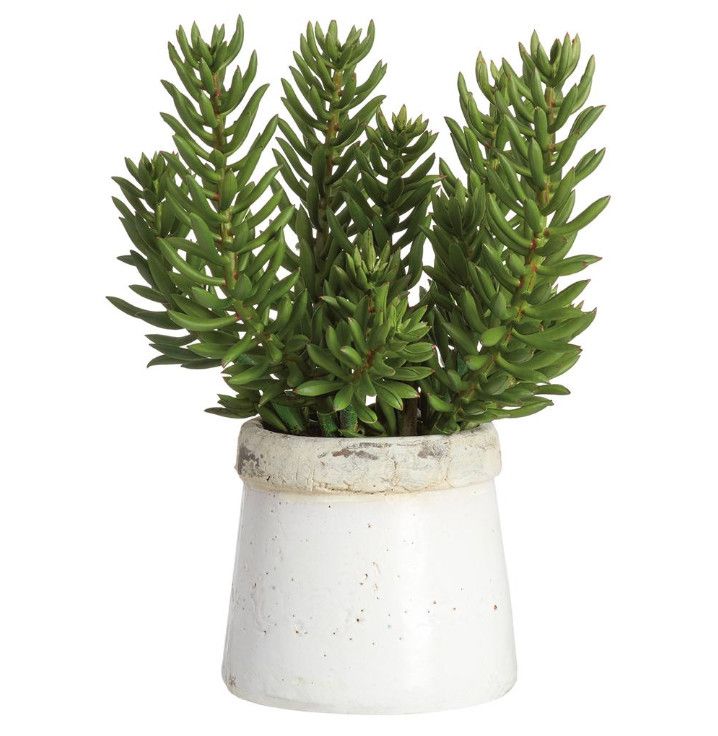 Faux Senecio in White Stoneware, 18&quot; H