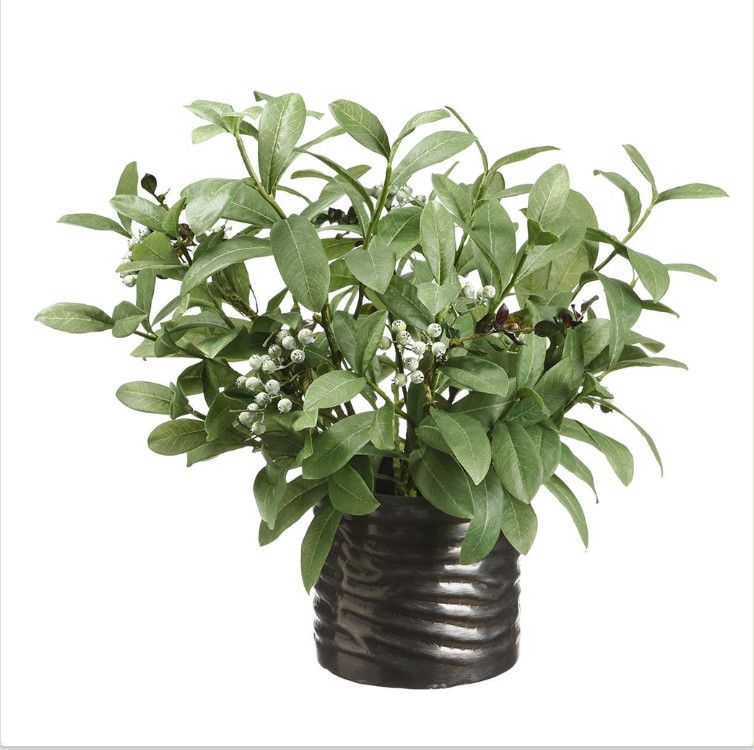 Faux Skimmia Leaf Plant with Berries in Dk Grey Banded Pot, 22&quot; H