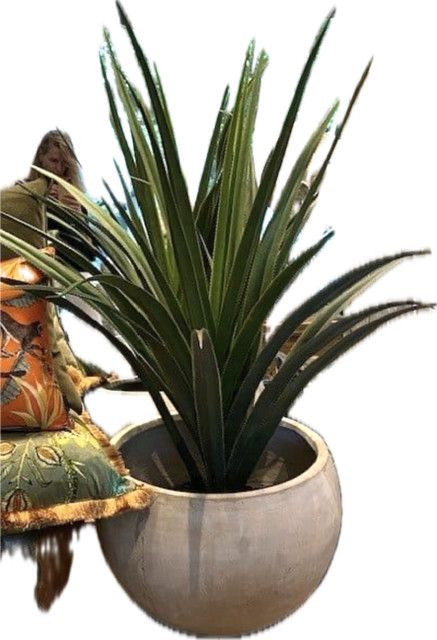 Large Yucca in Cement Pot, 53" H x 22" Diameter