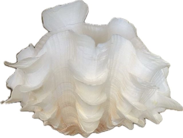 >Ruffled Clam on Riser - Coral