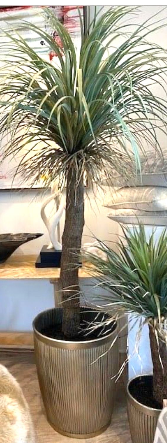 > 7' Desert Palm Tree In Bronze Pot