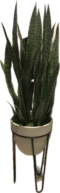 Faux Snake Plant In Cement Color Vessel With Stand