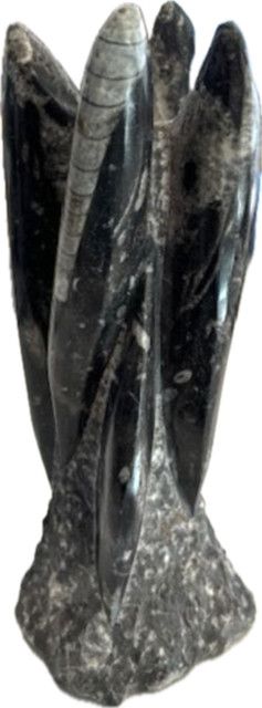 Orthoceras Cluster, Petrified Squid