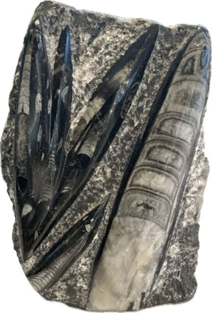 Orthoceras Petrified Stone Fossil - Ancient cephalopod a relative of the squid - Morocco