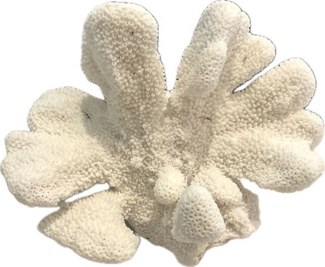 Cat's Paw Coral Soloman Islands