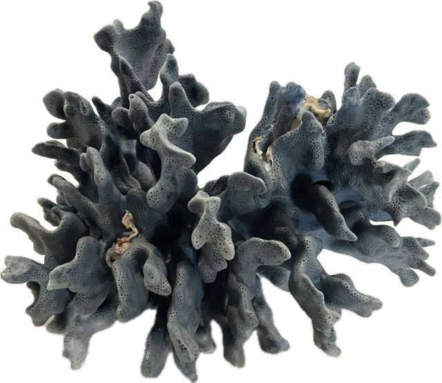 Coral, Med, Blue, 8"-10"