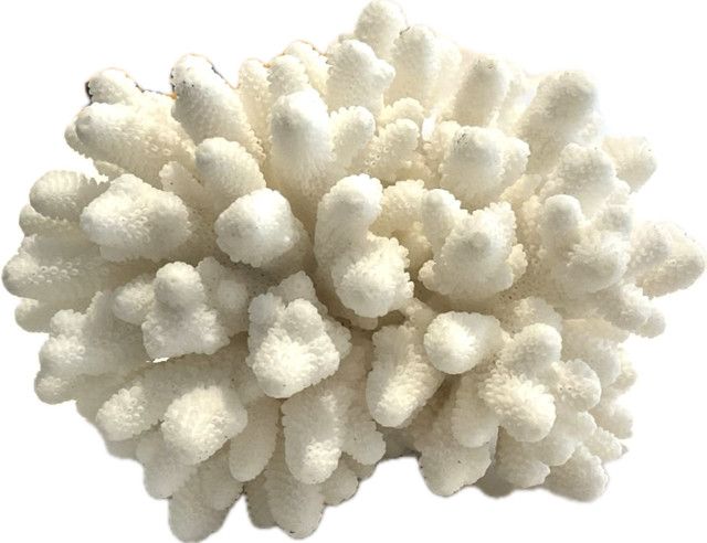 Coral, Small Finger, 6"-10"