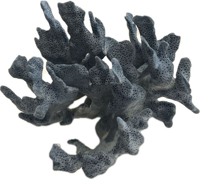 Coral , Small , Blue, 6"-8"