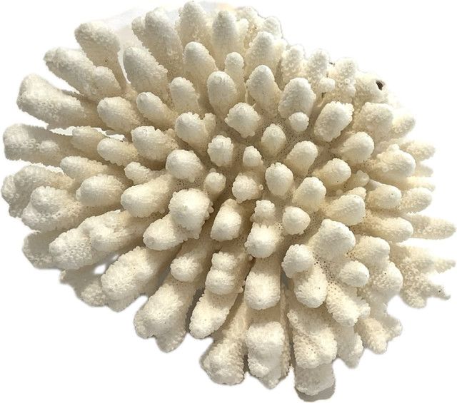 Coral, Med, Finger 8"-10"