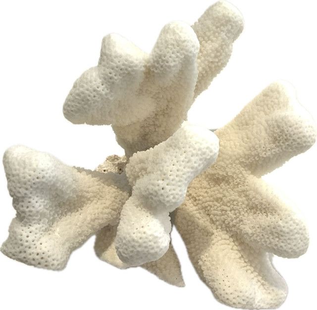 Coral, Small Cat's Paw