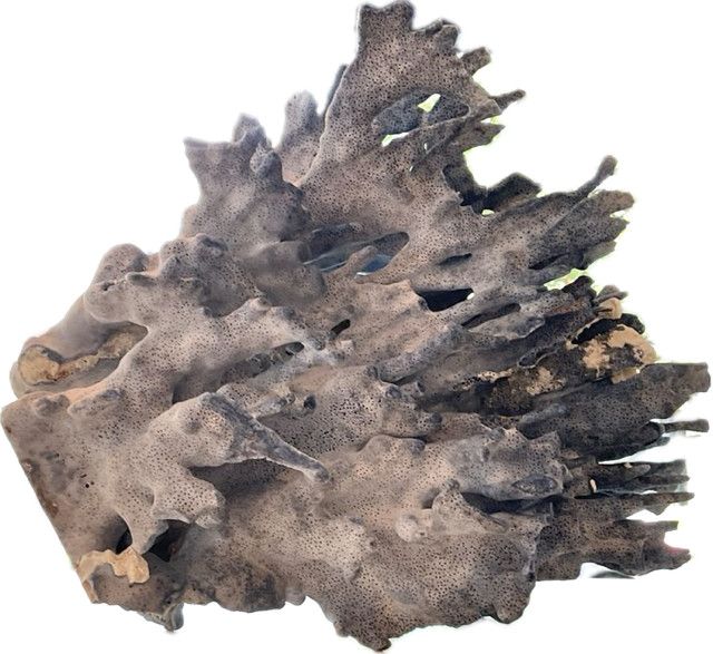 Coral,  Large Blue Coral