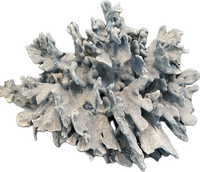 Blue Coral XL 17" x 15"