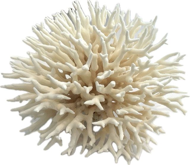 Birdsnest Coral Small-Medium