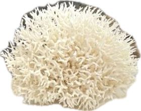 Birdsnest Coral Medium/Large