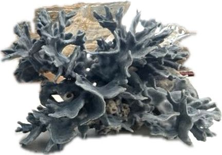 Blue Coral Medium 15 x10, 15x13