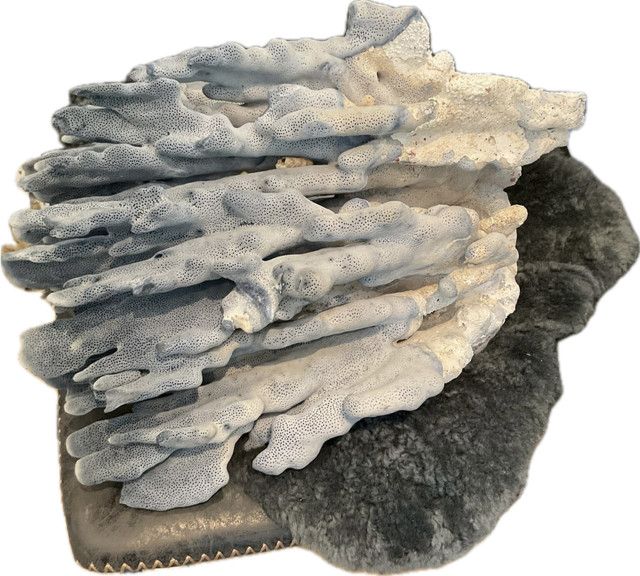 Blue Coral L 14.5" x 14.5