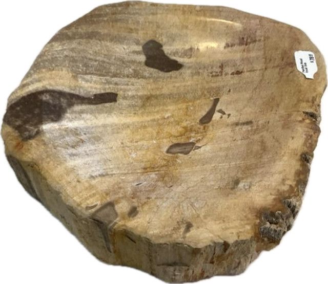 Petrified Wood Stone Small Dish 7 x 6 x 2, Various Sizes